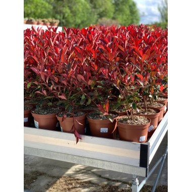 PHOTINIA 