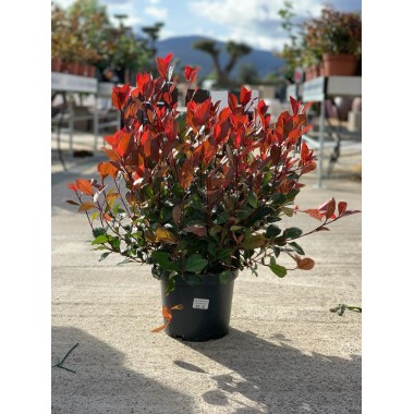 PHOTINIA