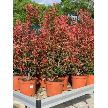 PHOTINIA