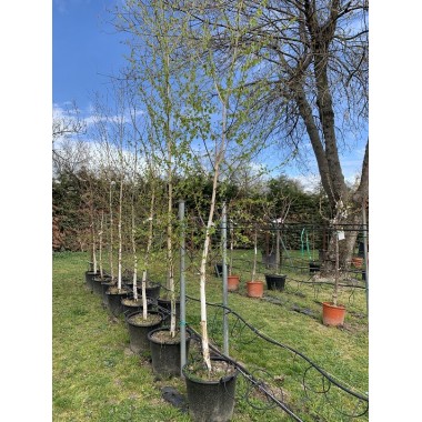 BETULA ALBA PENDULA