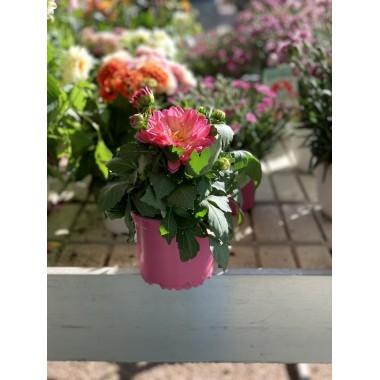 DAHLIA