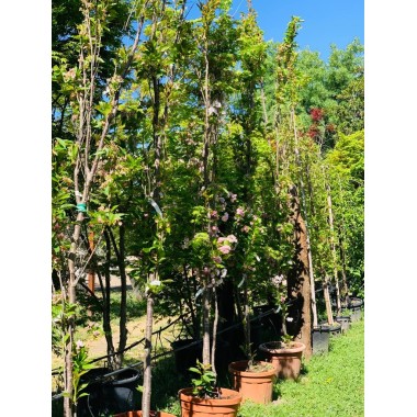 PRUNUS SERRULATA AMANOGAWA