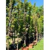 PRUNUS SERRULATA AMANOGAWA