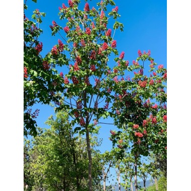 AESCULUS CARNEA