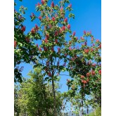 AESCULUS CARNEA