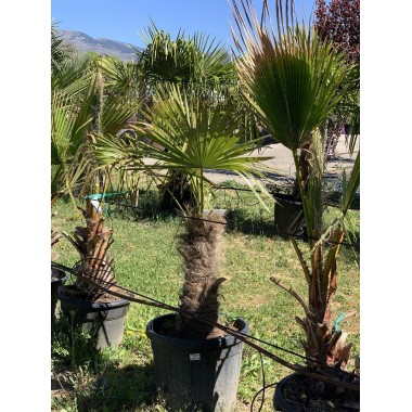 TRACHYCARPUS 