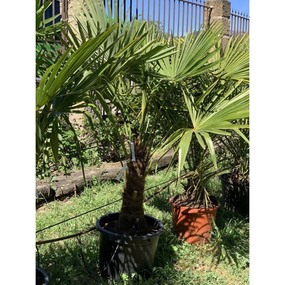 TRACHYCARPUS FORTUNEI 40-60 CM 