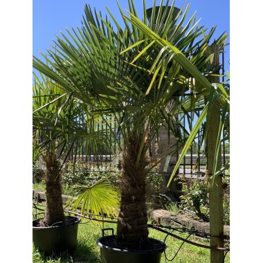 TRACHYCARPUS FORTUNEI 50-60 CM 