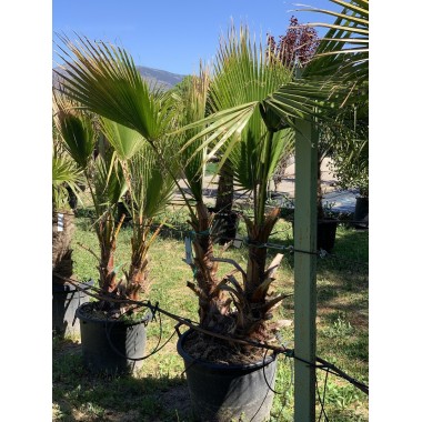WASHINGTONIA 