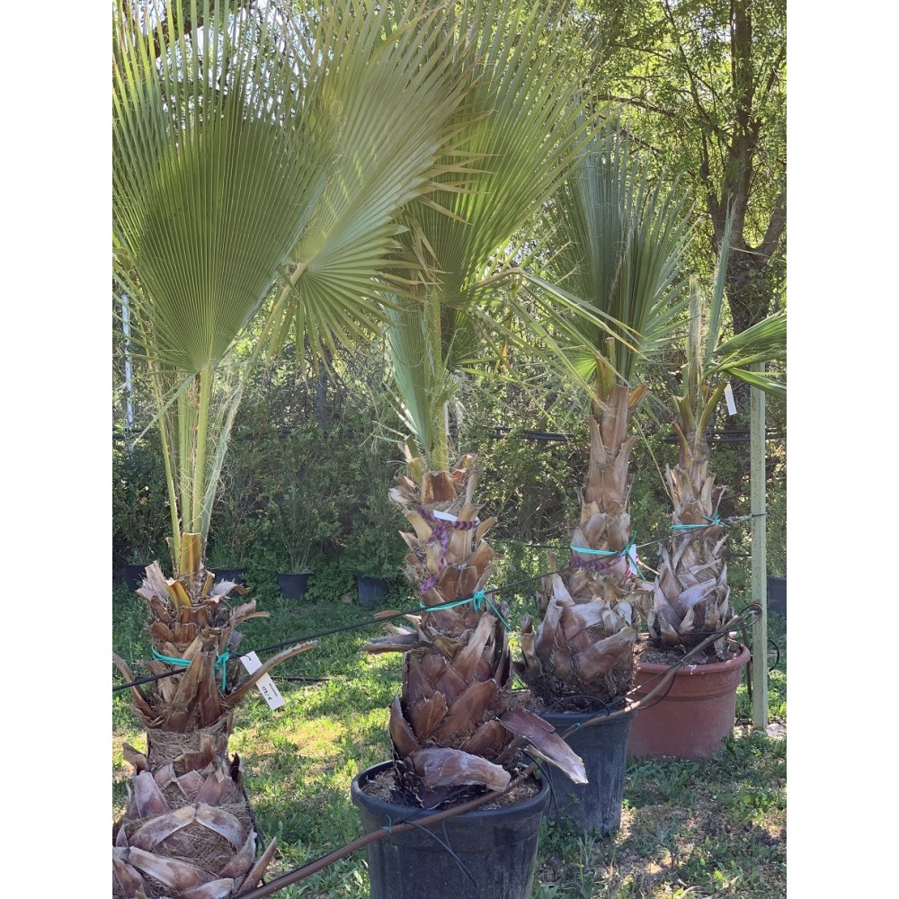 WASHINGTONIA 80-100 CM