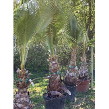 WASHINGTONIA 80-100 CM