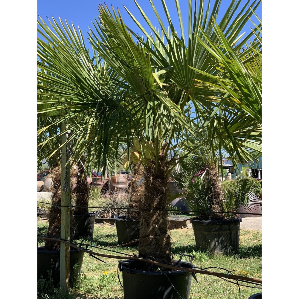 TRACHYCARPUS 60-70 CM 