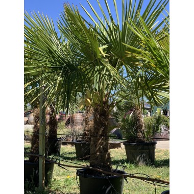 TRACHYCARPUS 60-70 CM 
