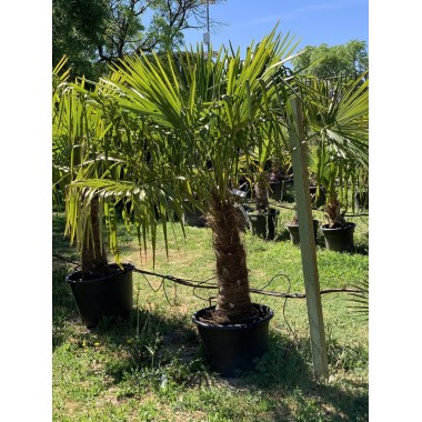 TRACHYCARPUS 70-80CM 