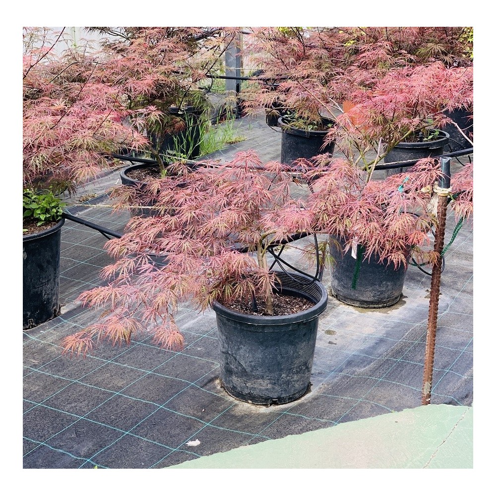 ACER PALMATUM DISSECTUM GARNET 