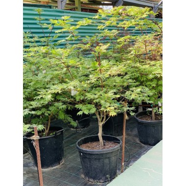 ACER JAPONICUM ACONITIFOLIUM