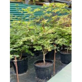 ACER JAPONICUM ACONITIFOLIUM