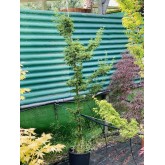 ACER PALMATUM SHISHIGASHIRA