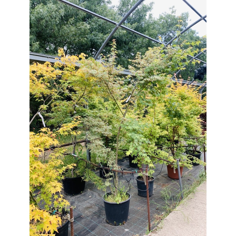 ACER PALMATUM BUTTERFLY