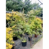 ACER PALMATUM BUTTERFLY