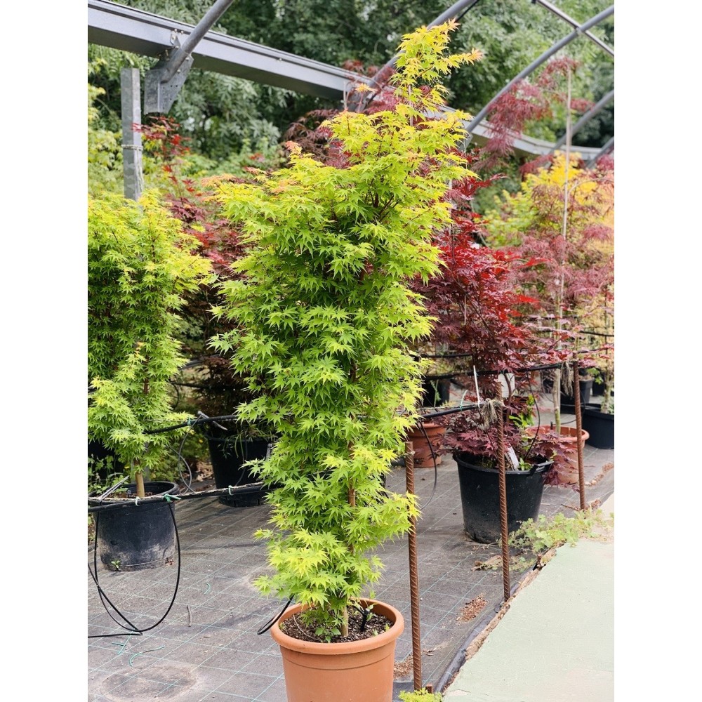 ACER PALMATUM SENKAKI 