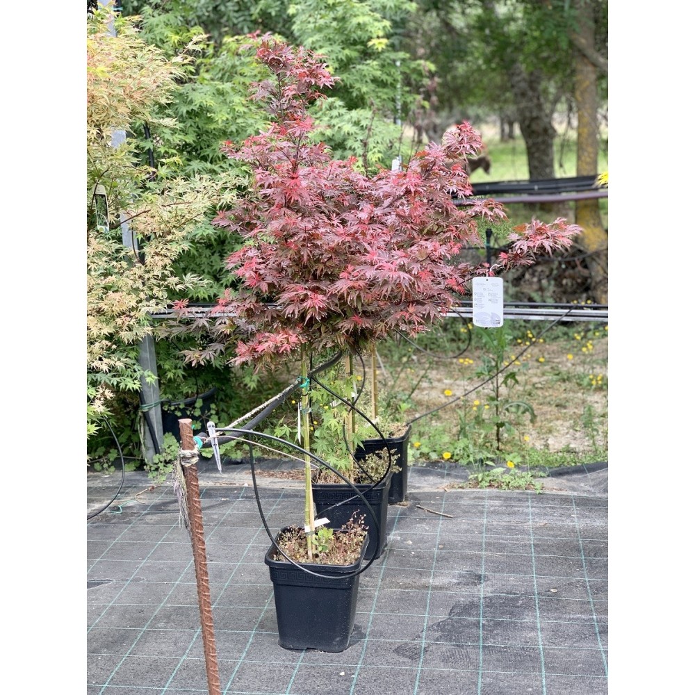ACER PALMATUM SHAINA 