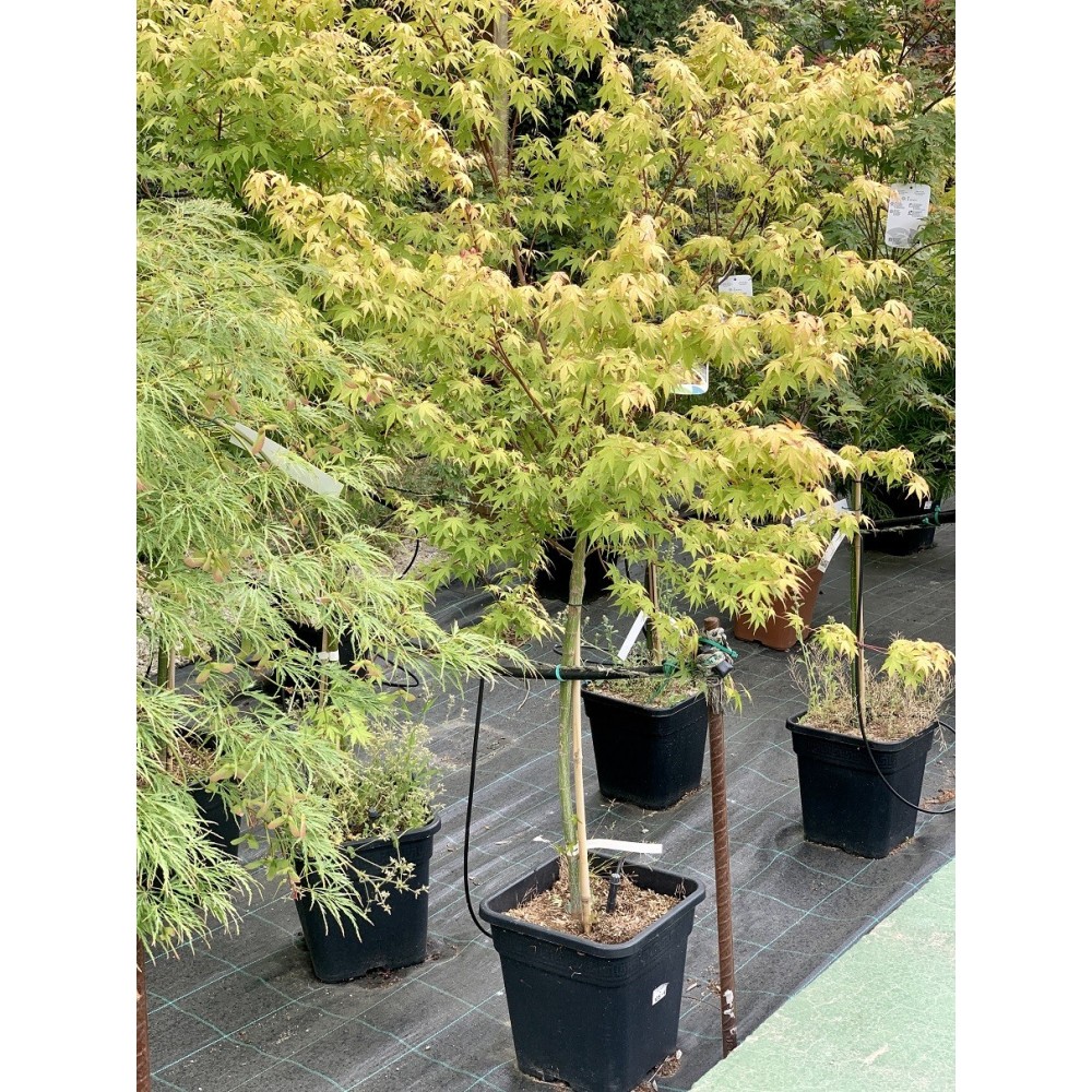 ACER PALMATUM KATSURA 