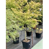 ACER PALMATUM KATSURA 