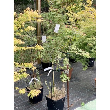ACER PALMATUM PHOENIX 