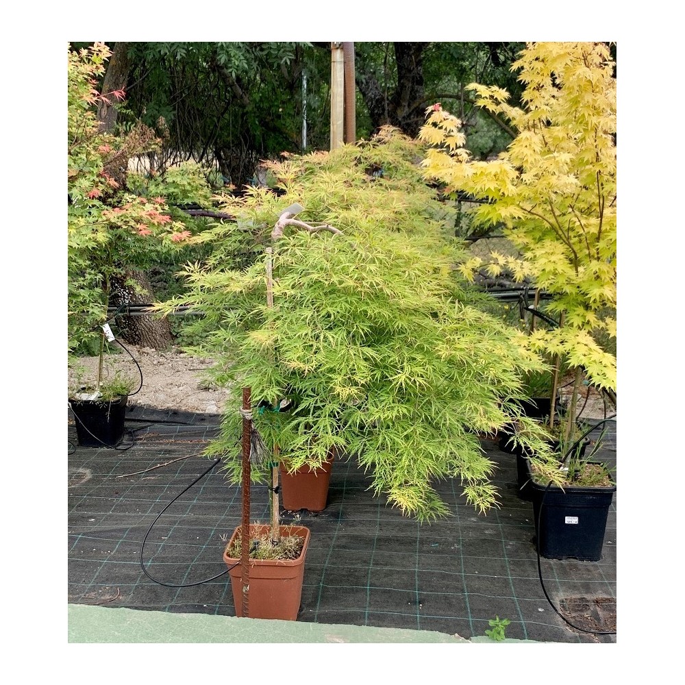 1/2 COPA VIRIDIS 