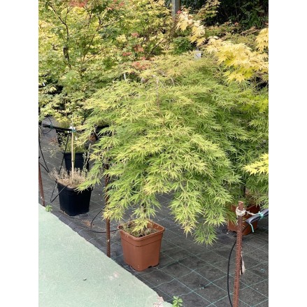 ACER PALMATUM 1/2 COPA DISSECTUM VIRIDIS