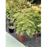 ACER PALMATUM 1/2 COPA DISSECTUM VIRIDIS