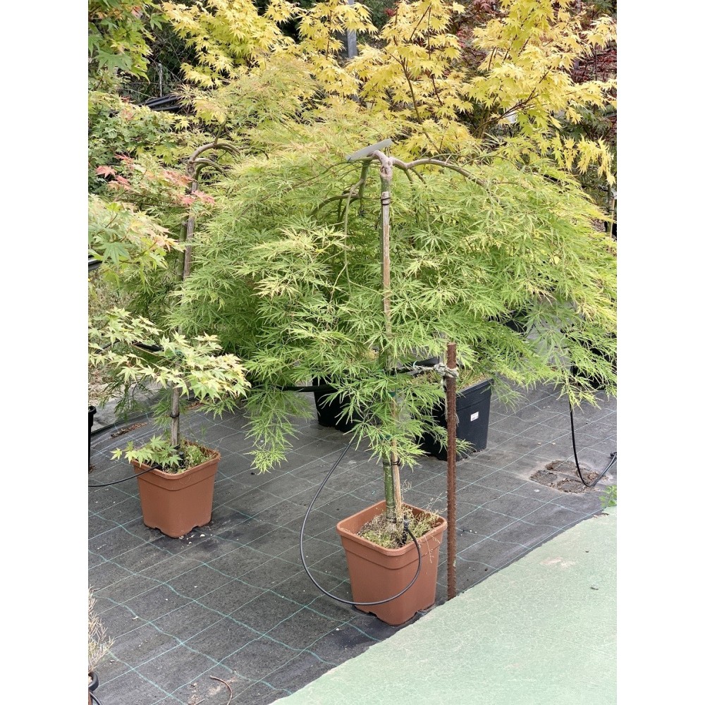 ACER PALMATUM 1/2 COPA DISSECTUM VIRIDIS