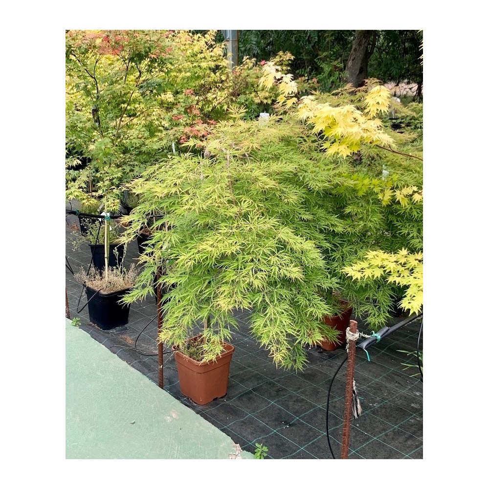 ACER PALMATUM 1/2 COPA DISSECTUM VIRIDIS