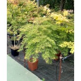 ACER PALMATUM 1/2 COPA DISSECTUM VIRIDIS