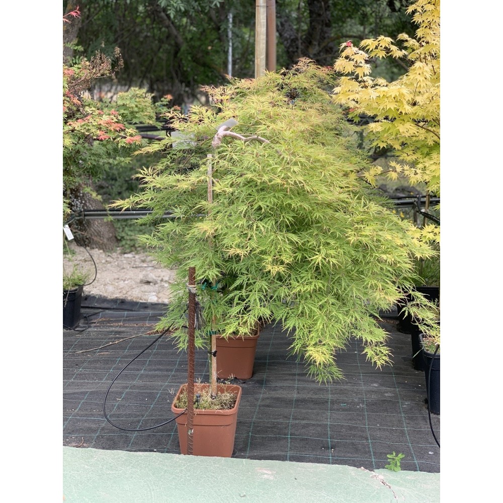 ACER PALMATUM 1/2 COPA DISSECTUM VIRIDIS