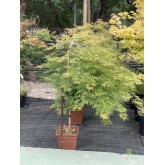ACER PALMATUM 1/2 COPA DISSECTUM VIRIDIS