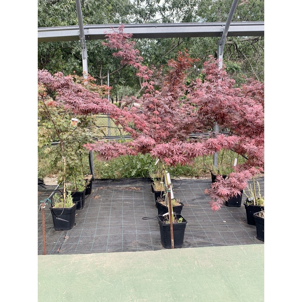 ACER PALMATUM SKEETER´S BROOM