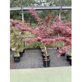ACER PALMATUM SKEETER´S BROOM