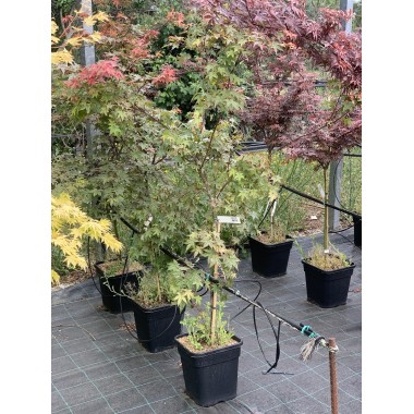 ACER PALMATUM BENI MAKO