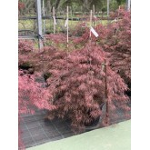 ACER PALMATUM CRIMSON QUEEN 