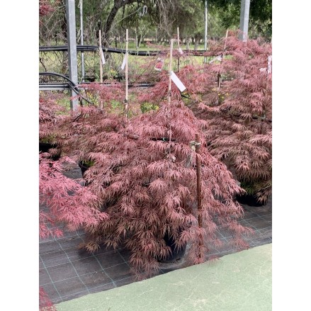 ACER PALMATUM CRIMSON QUEEN 