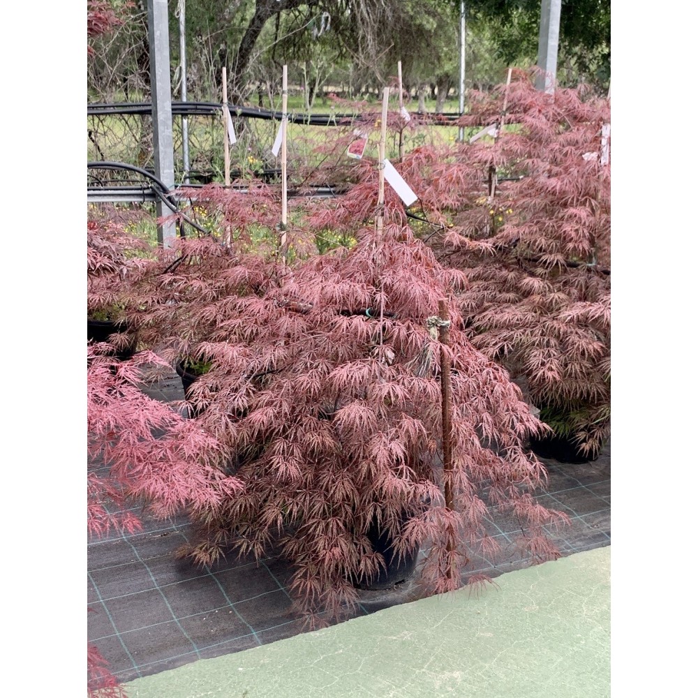 ACER PALMATUM CRIMSON QUEEN 