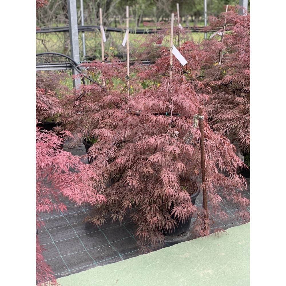 ACER PALMATUM CRIMSON QUEEN 