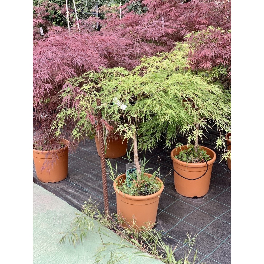 ACER PALMATUM DISSECTUM