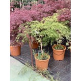 ACER PALMATUM DISSECTUM