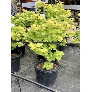 ACER PALMATUM SHIRASAWANUM AUREM
