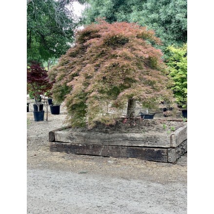 ACER PALMATUM EJEMPLAR DISSECTUM ORNATUM