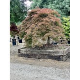 ACER PALMATUM EJEMPLAR DISSECTUM ORNATUM