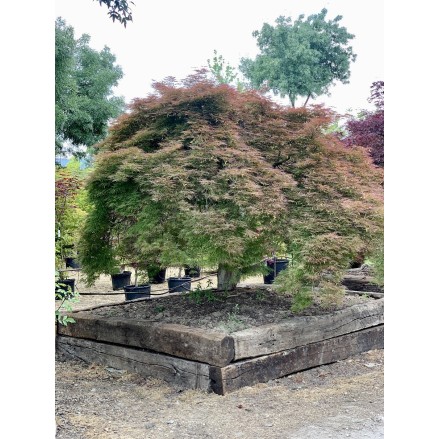 ACER PALMATUM EJEMPLAR DISSECTUM ORNATUM
